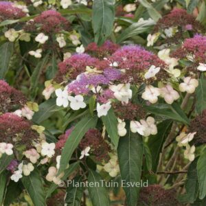 Hydrangea aspera strigosa