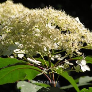 Hydrangea heteromalla