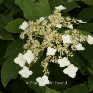 Hydrangea heteromalla 'Jermyn's Lace'