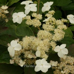 Hydrangea heteromalla 'Morrey's Form'