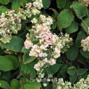 Hydrangea involucrata 'Hortensis'
