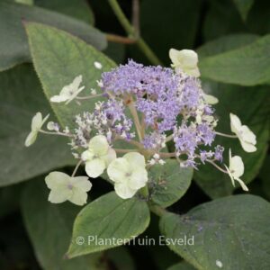 Hydrangea involucrata 'Viridescens'
