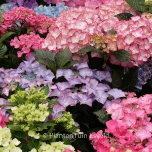 Hydrangea macrophylla