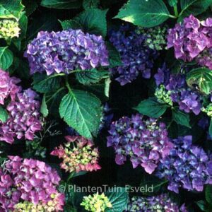 Hydrangea macrophylla 'Adria'