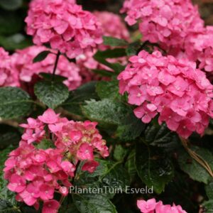 Hydrangea macrophylla 'Ami Pasquier'