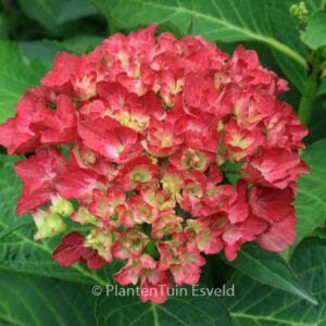 Hydrangea macrophylla 'Amsterdam'