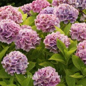 Hydrangea macrophylla 'Ankong' (MAGICAL CRYSTAL)
