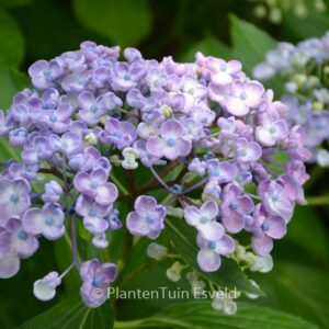 Hydrangea macrophylla 'Ayesha'