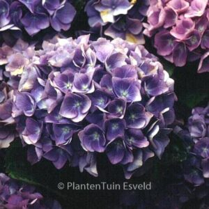 Hydrangea macrophylla 'Blauer Zwerg' (LAVBLAA)