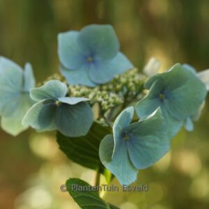 Hydrangea macrophylla 'Blaumeise'