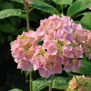 Hydrangea macrophylla 'Bouquet Rose'