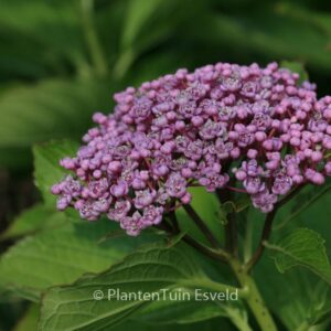 Hydrangea macrophylla 'Concavosepala'