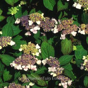 Hydrangea macrophylla 'Dart's Songbird'