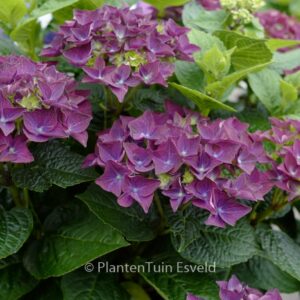 Hydrangea macrophylla 'Deep Purple Dance' (MUSIC COLLECTION)