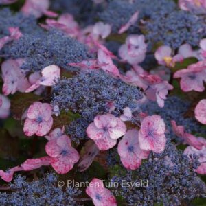 Hydrangea macrophylla 'Dolgip' (DOLCE GIPSY)