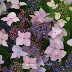 Hydrangea macrophylla 'Dr. Jean Varnier'