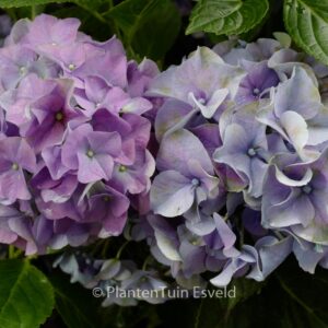 Hydrangea macrophylla 'Early Blue'