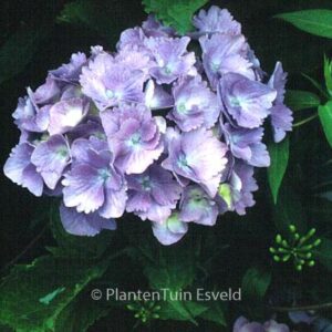 Hydrangea macrophylla 'Europa'