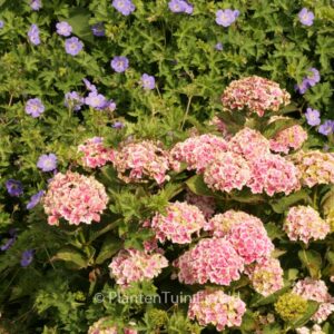 Hydrangea macrophylla 'Frau Mariko'