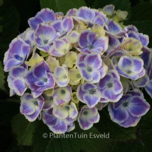 Hydrangea macrophylla 'Frau Yoshimi' (LADY YOSHIMI)