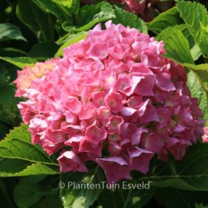 Hydrangea macrophylla 'Freudenstein'