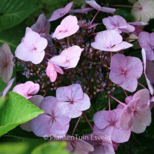 Hydrangea macrophylla 'Geoffrey Chadbund'