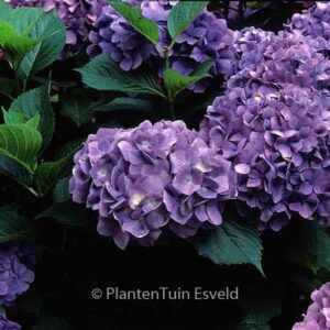 Hydrangea macrophylla 'Gertrud Glahn'