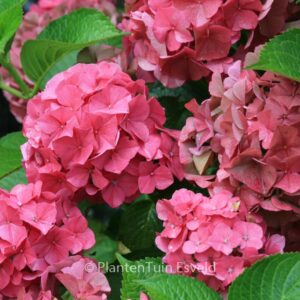Hydrangea macrophylla 'Glowing Embers'