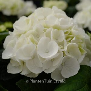 Hydrangea macrophylla 'HBA215909' (ICE GIRL)