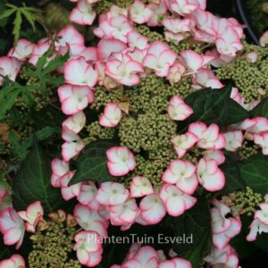 Hydrangea macrophylla 'HBACHAR' (CHARME)