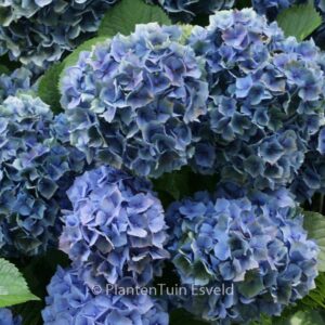 Hydrangea macrophylla 'Hamburg'