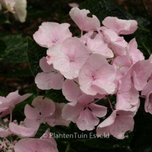 Hydrangea macrophylla 'Hobella' (HOVARIA)