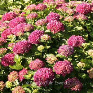 Hydrangea macrophylla 'Hobergine' (HOVARIA)