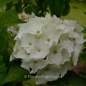 Hydrangea macrophylla 'Hokomano' (MAGICAL NOBLESSE)