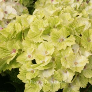Hydrangea macrophylla 'Hokomasugre' (MAGICAL SUMMER GREEN)