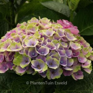 Hydrangea macrophylla 'Hokomathyst' (MAGICAL AMETHYST)