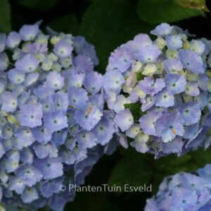 Hydrangea macrophylla 'Homigo' (HOVARIA)
