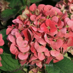 Hydrangea macrophylla 'Horo' (MAGICAL ROBIN)