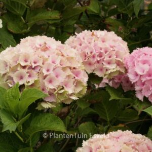 Hydrangea macrophylla 'Hortmoc' (MAGICAL OCEAN)