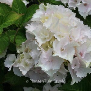 Hydrangea macrophylla 'Hulk' (MAGICAL EMERALD)
