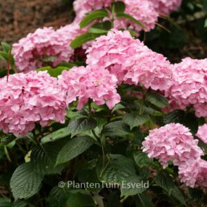 Hydrangea macrophylla 'King George V'