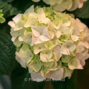 Hydrangea macrophylla 'Kleiner Winterberg'