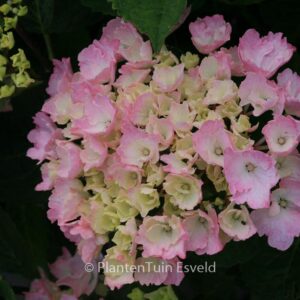 Hydrangea macrophylla 'Kolmadan' (MAGICAL DANIQUE)
