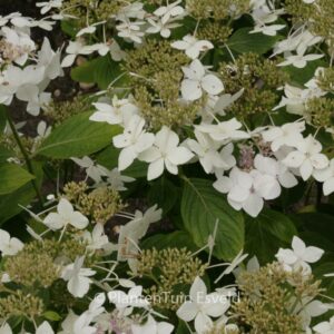 Hydrangea macrophylla 'Lanarth White'