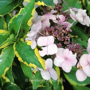 Hydrangea macrophylla 'Lemon Wave'