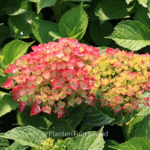 Hydrangea macrophylla 'Leuchtfeuer'