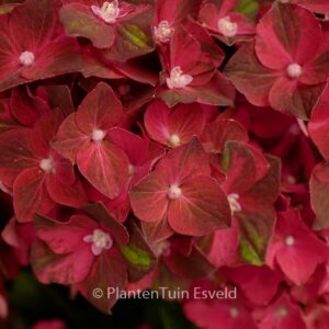 Hydrangea macrophylla 'Magical Ruby Tuesday'