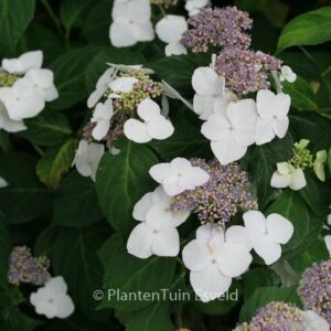Hydrangea macrophylla 'Mariesii Grandiflora'