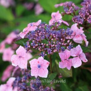 Hydrangea macrophylla 'Mariesii Lilacina'