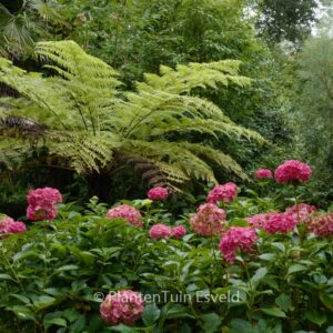 Hydrangea macrophylla 'Masja'